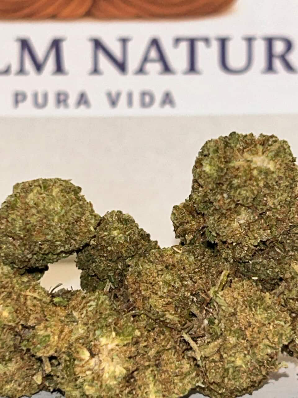 Orange Buds Hidroponic