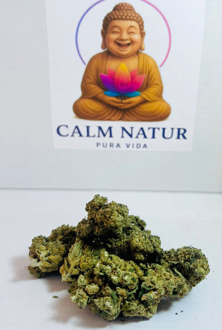 🌴Sweet Island Skunk – Edición Premium