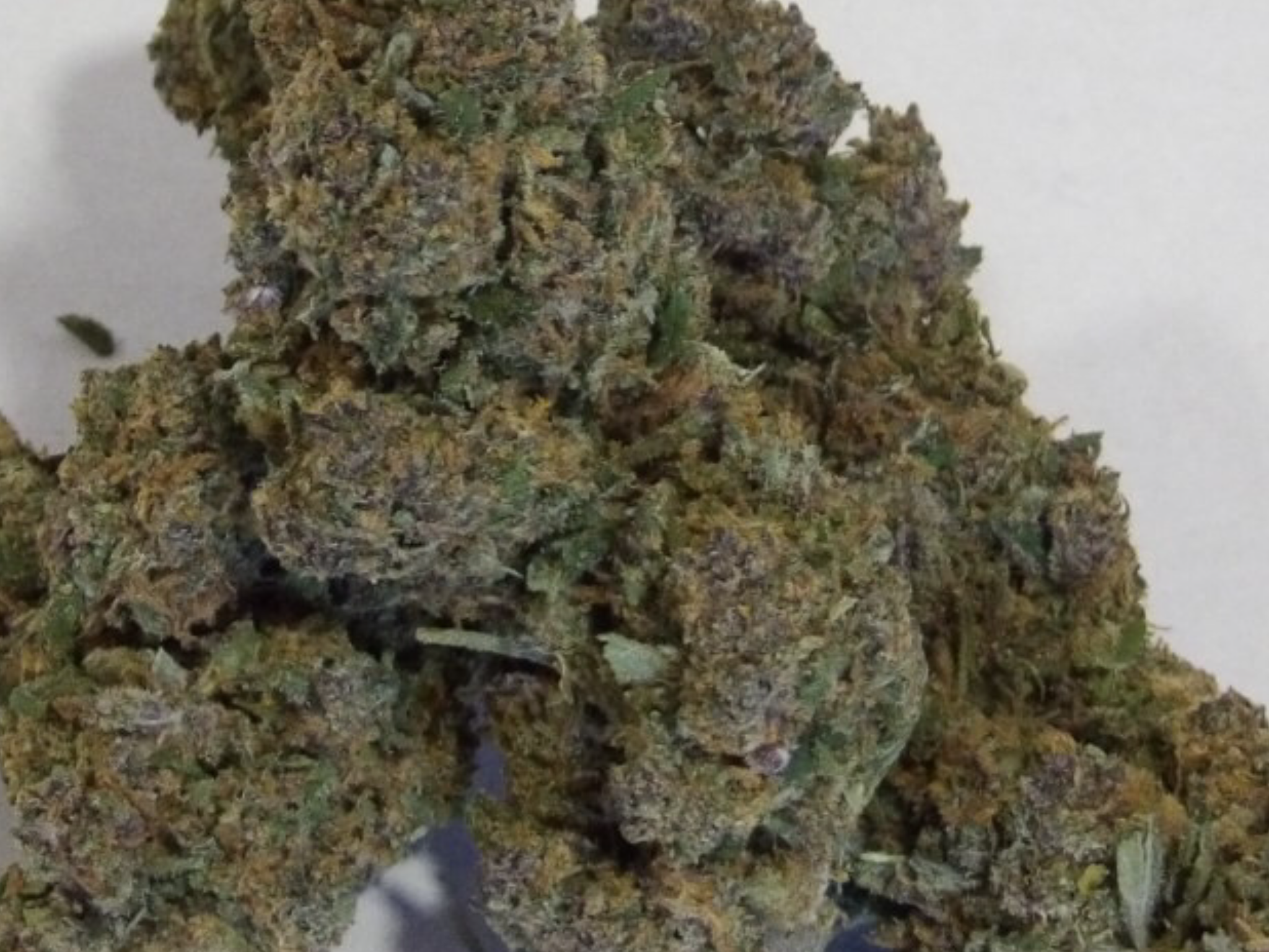 Pink phanter premium