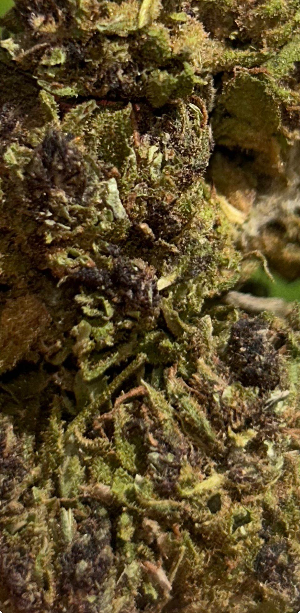 JUNGLE HAZE
