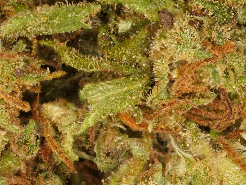 Orange Buds Hidroponic