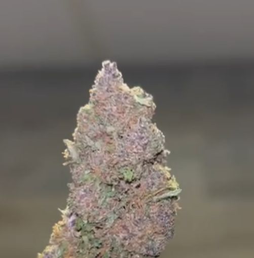 Pink phanter premium